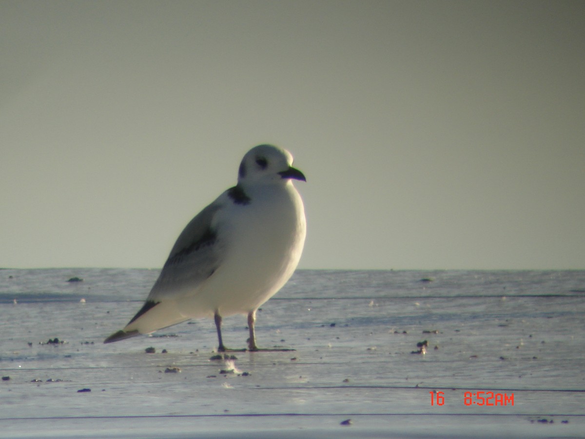 Mouette tridactyle - ML130025431