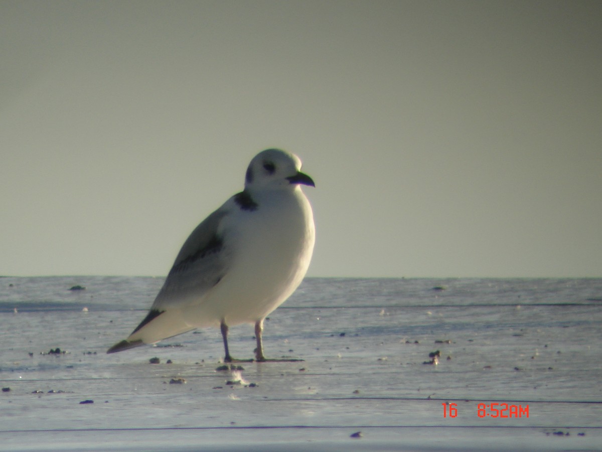 Black-legged Kittiwake - ML130025431