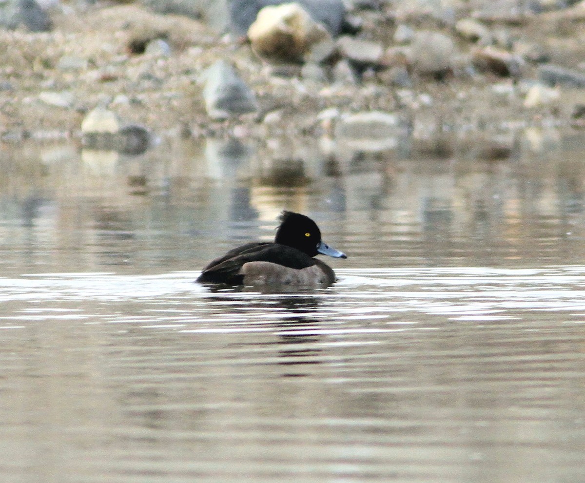 Tufted Duck - Sandy Remley