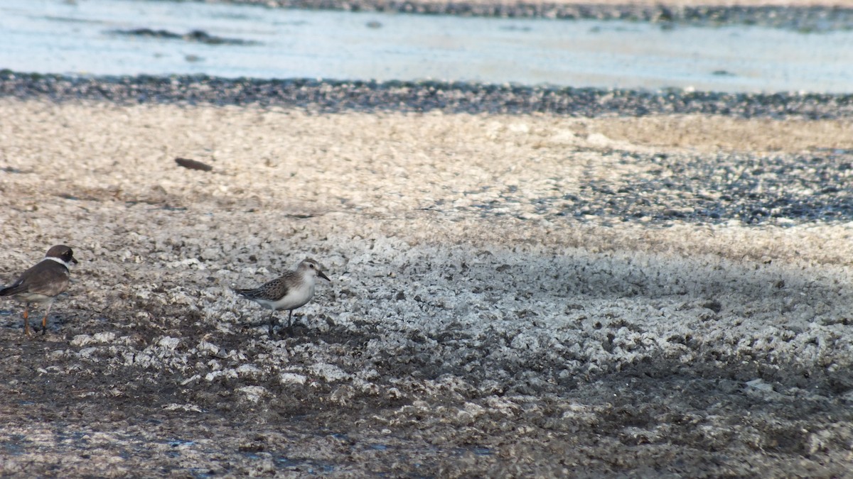 Semipalmated Sandpiper - ML130029581