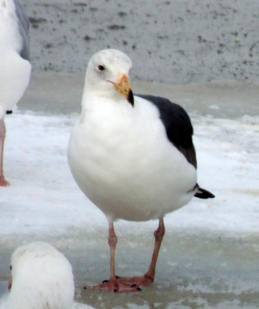 Western Gull - ML130029901