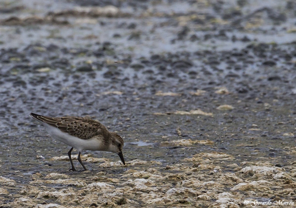 Semipalmated Sandpiper - ML130034031