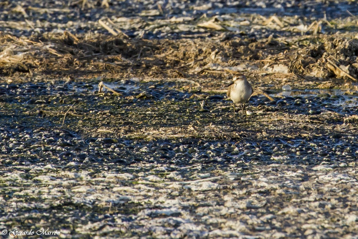 Semipalmated Sandpiper - ML130034121