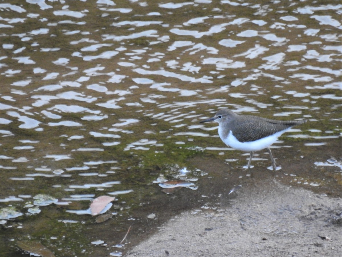 Common Sandpiper - ML130034611