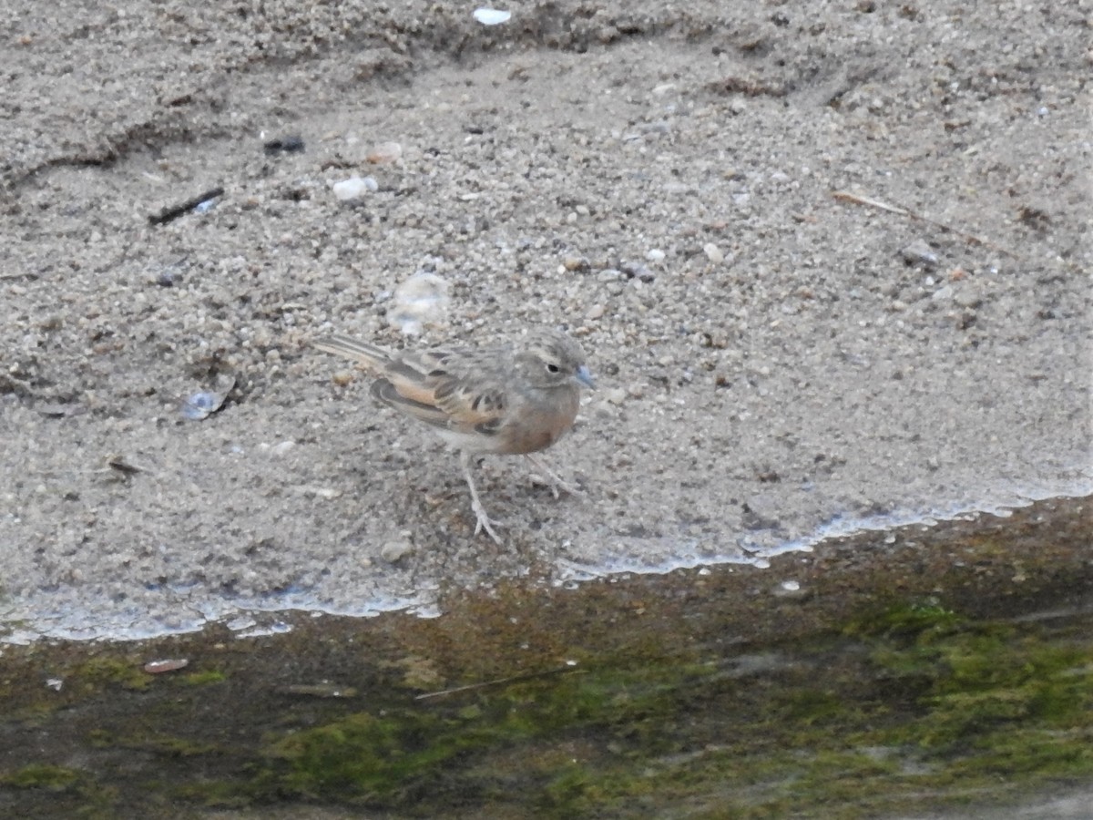 Lark-like Bunting - ML130034651