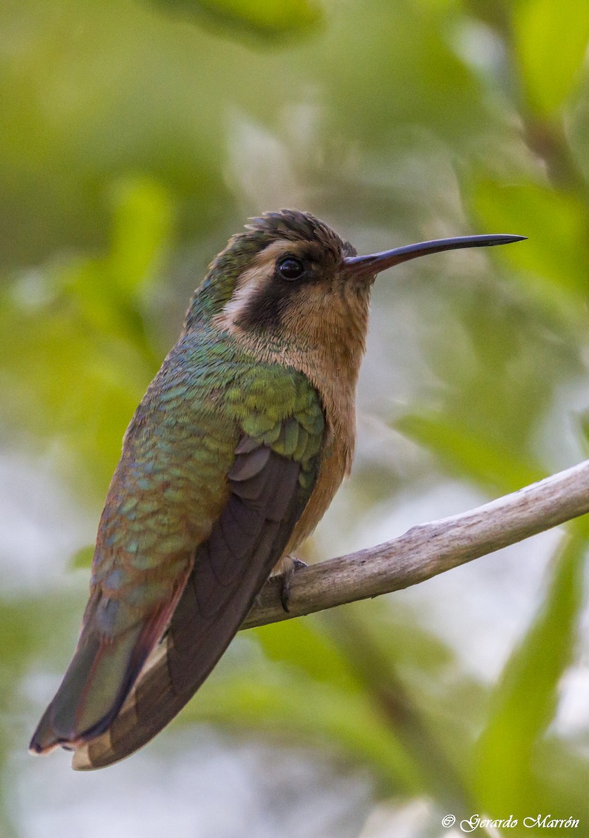 Xantus's Hummingbird - ML130036851