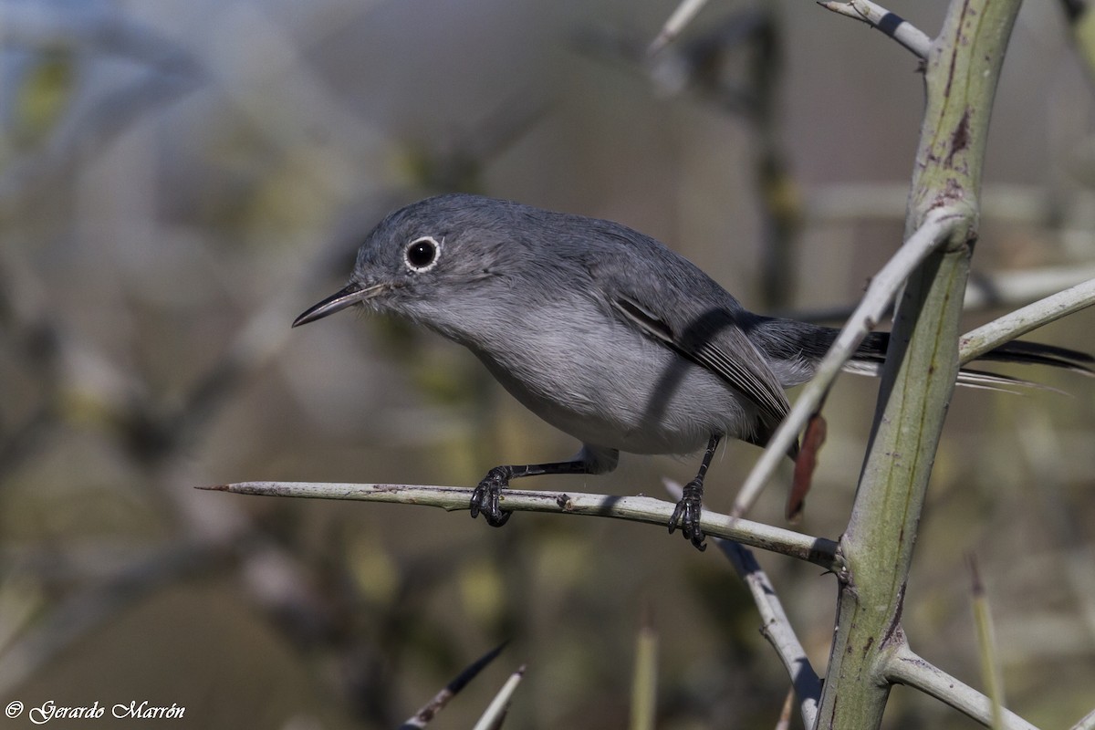 Blue-gray Gnatcatcher - Gerardo Marrón