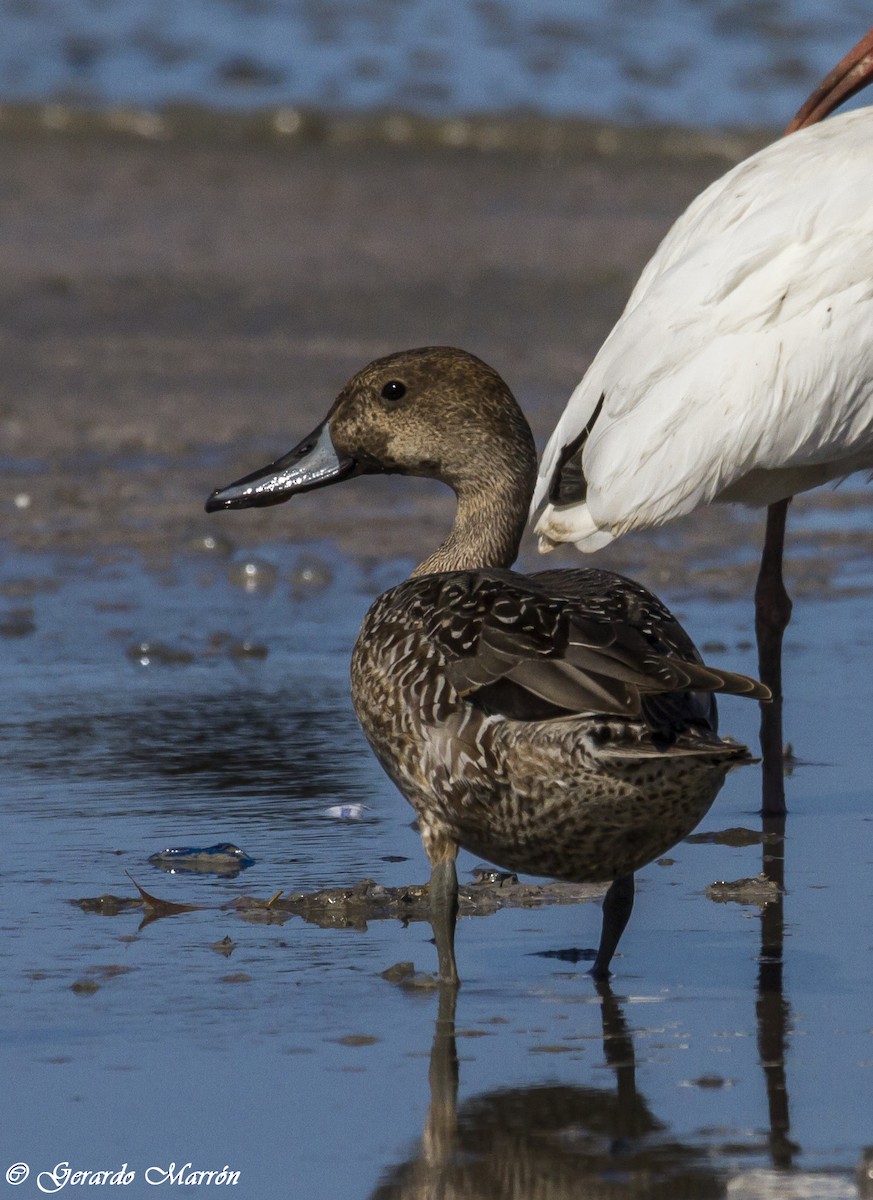 Northern Pintail - Gerardo Marrón