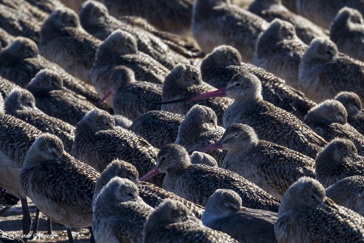 Marbled Godwit - ML130038401