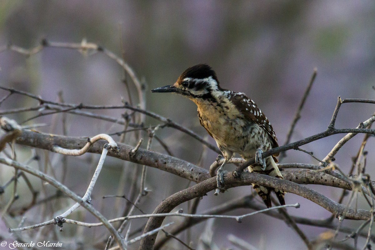 Ladder-backed Woodpecker - ML130040001