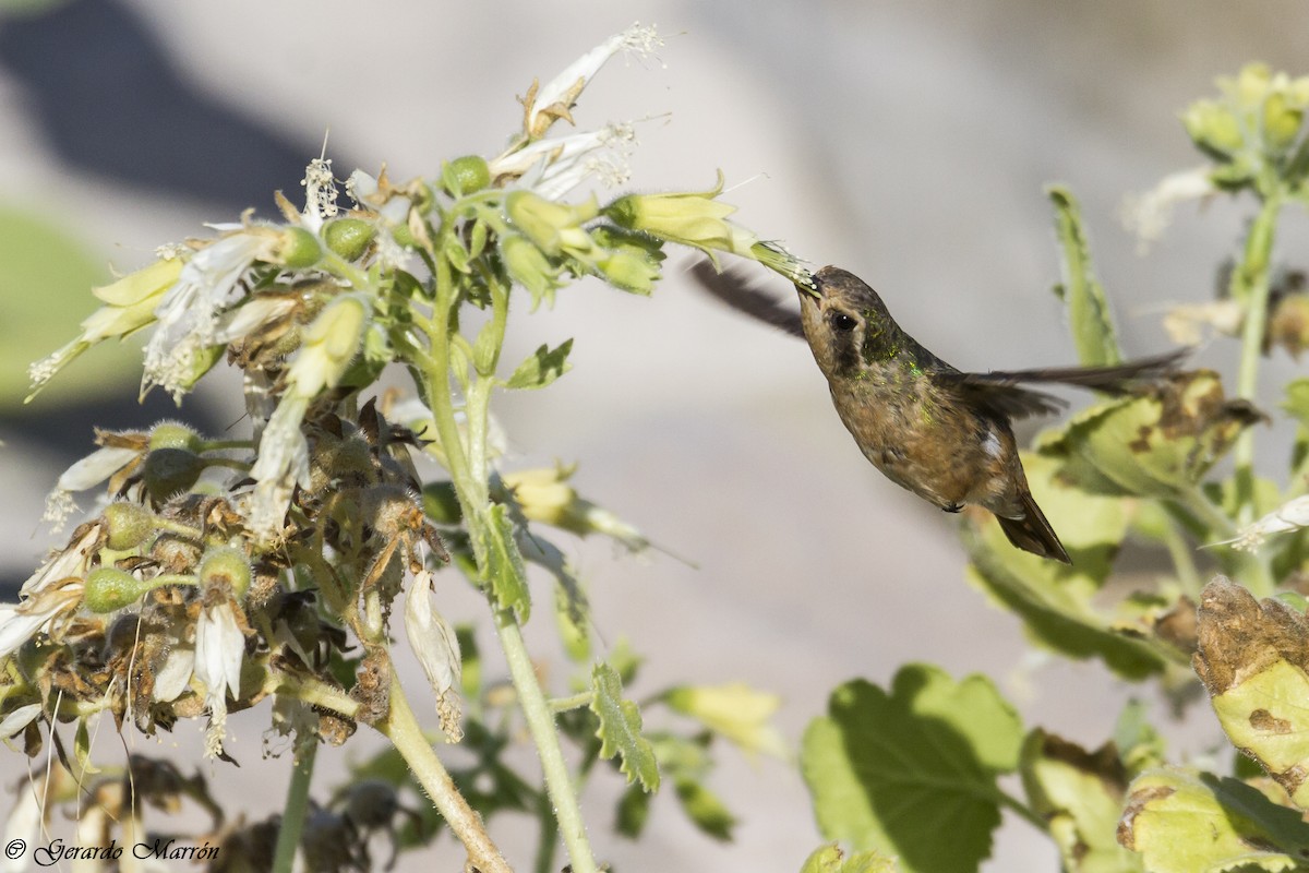 Xantus's Hummingbird - ML130040531