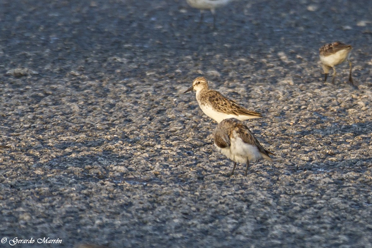 Semipalmated Sandpiper - ML130040941