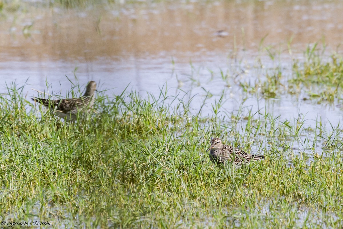 Pectoral Sandpiper - ML130041231