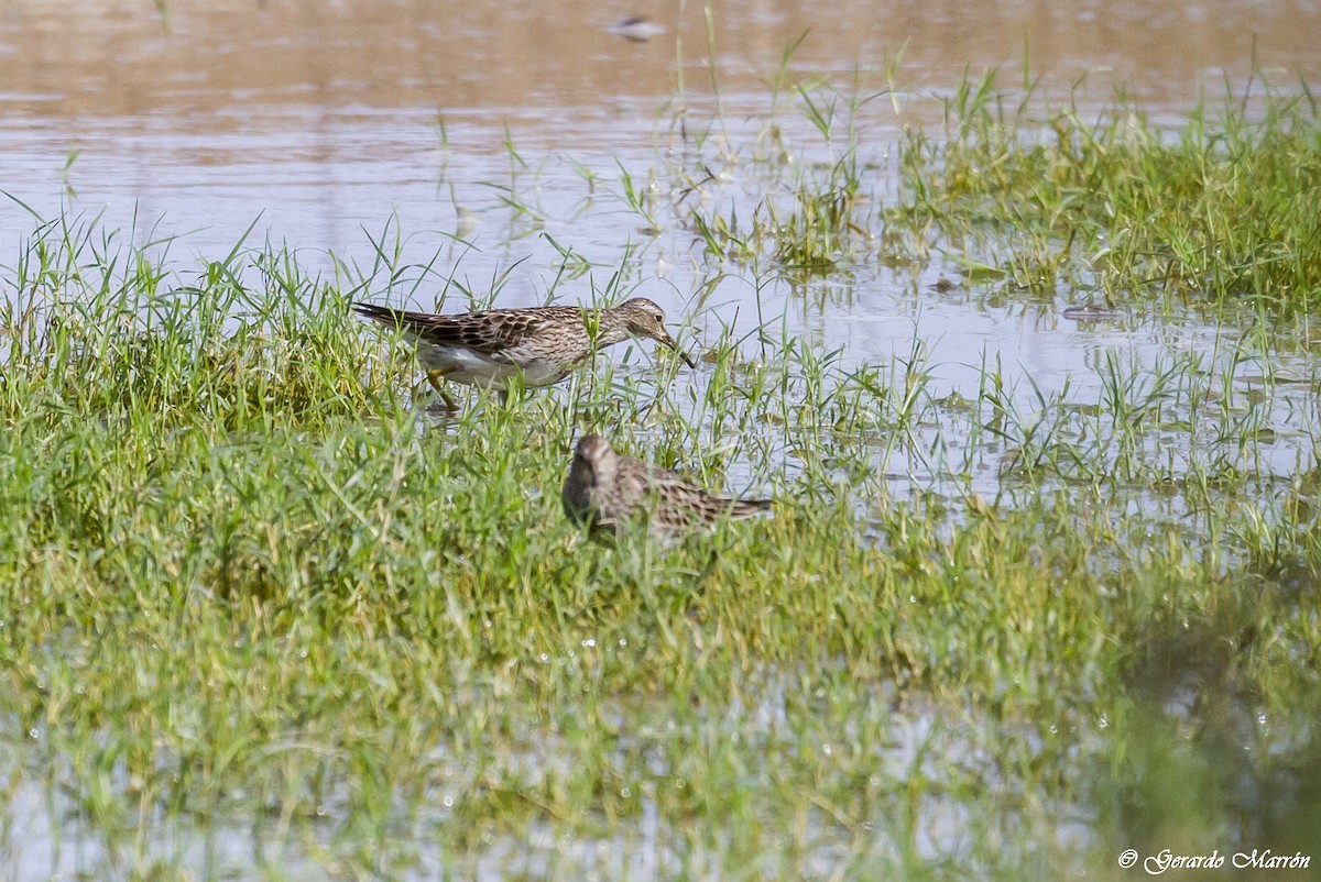 Pectoral Sandpiper - ML130041241