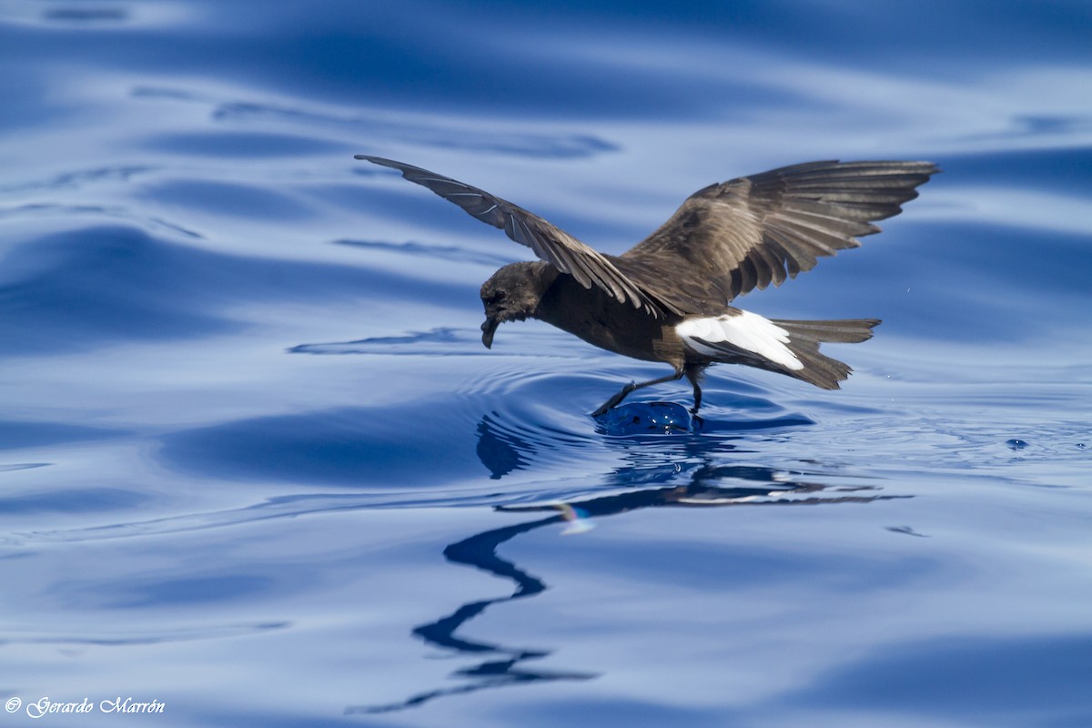 Wedge-rumped Storm-Petrel - ML130041391