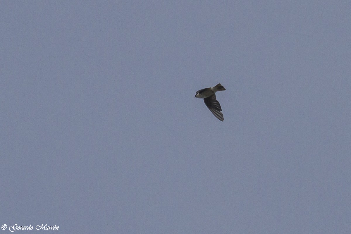 Tree Swallow - ML130041891