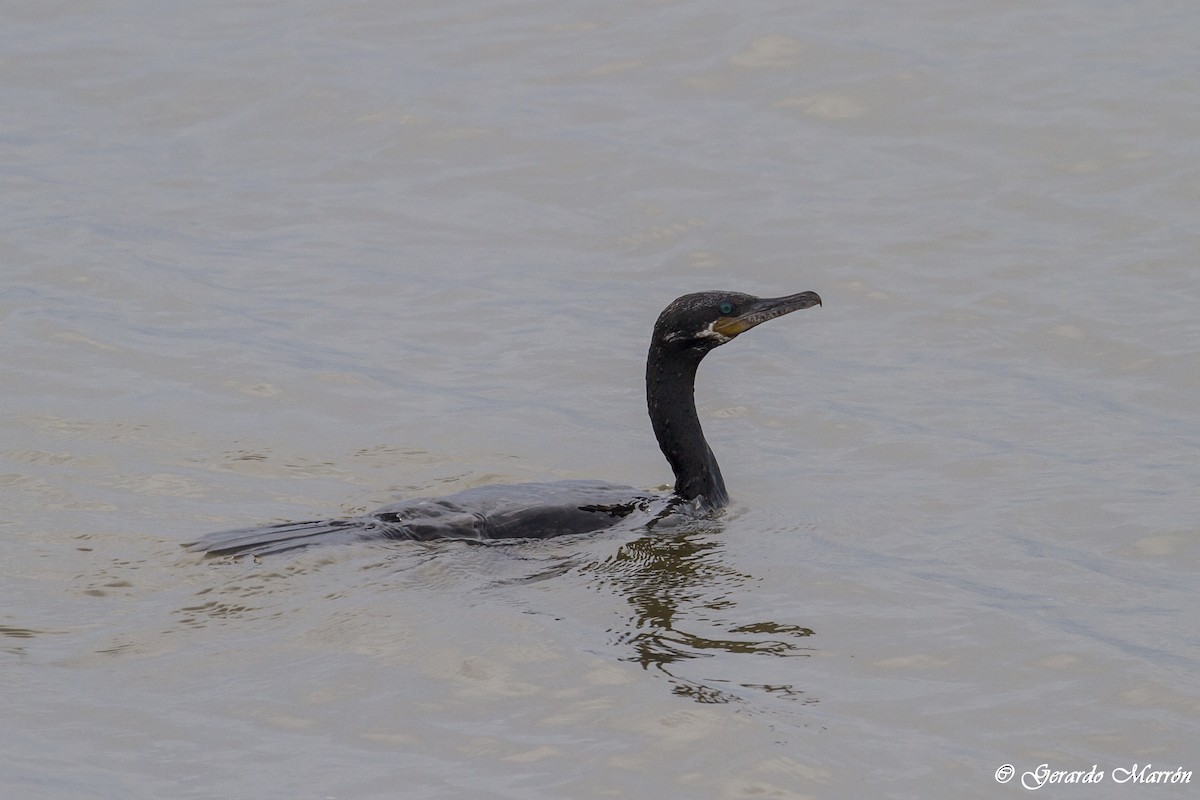 Neotropic Cormorant - ML130042081
