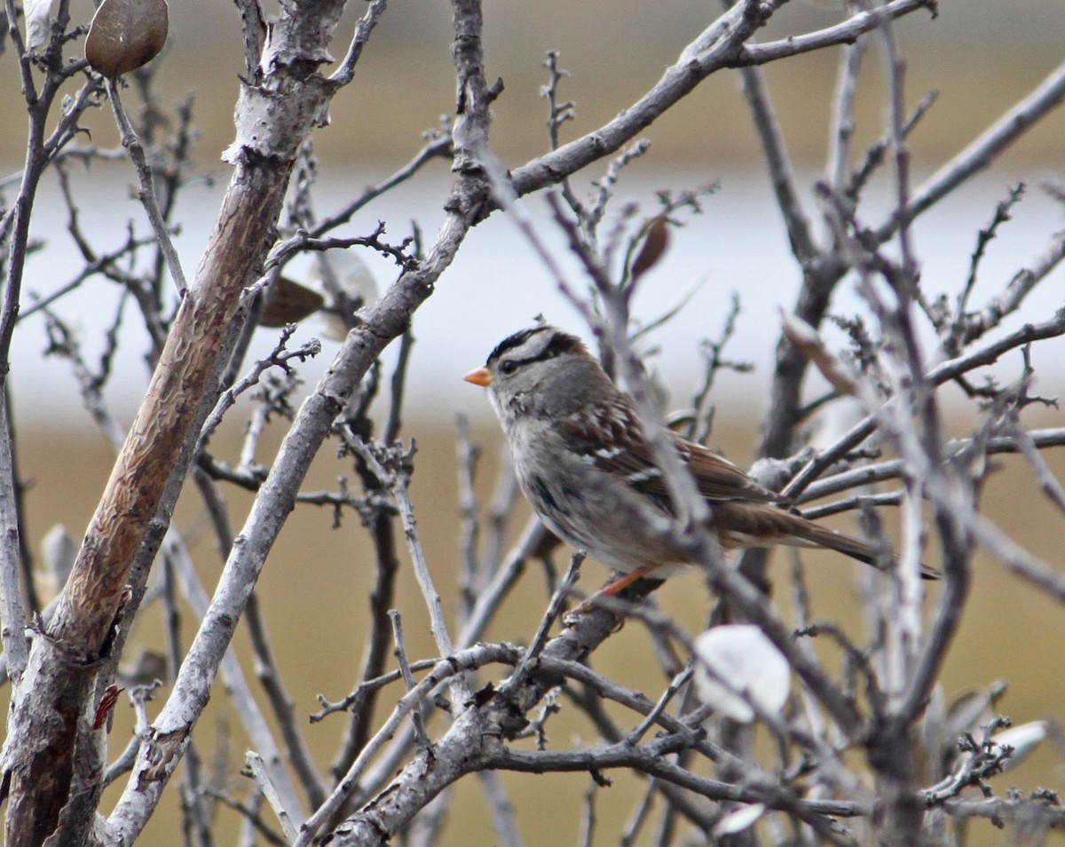 White-crowned Sparrow - ML130042691