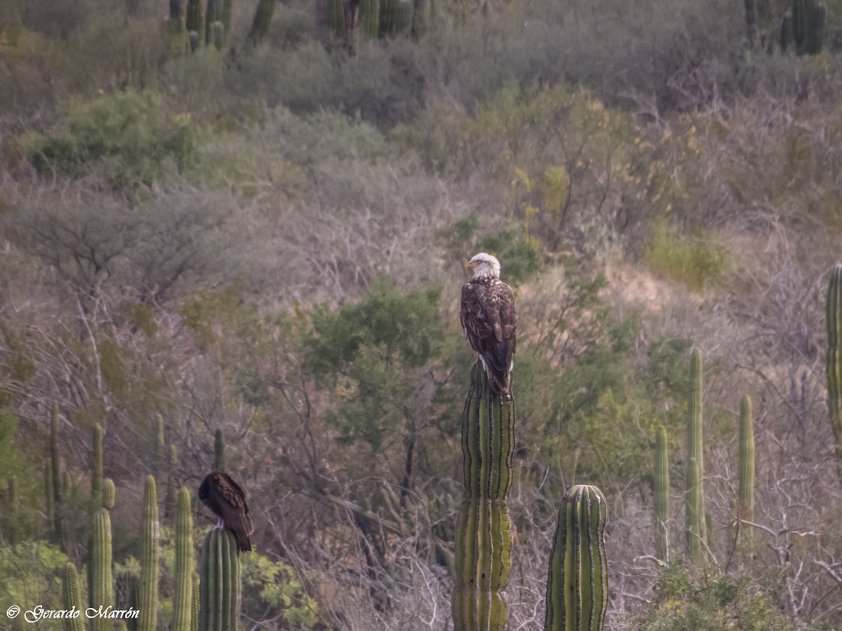 Bald Eagle - ML130043341