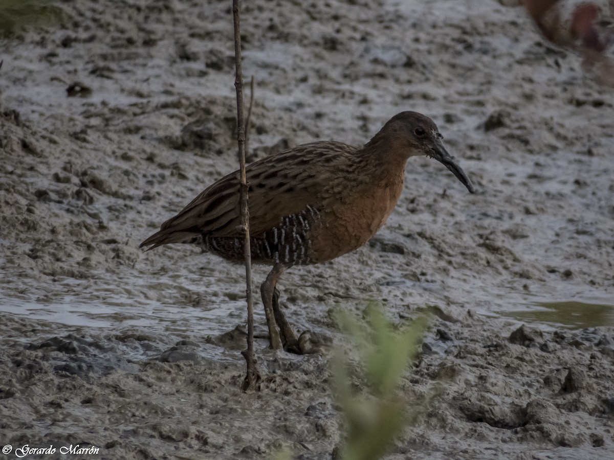Ridgway's Rail (South Baja) - ML130043611