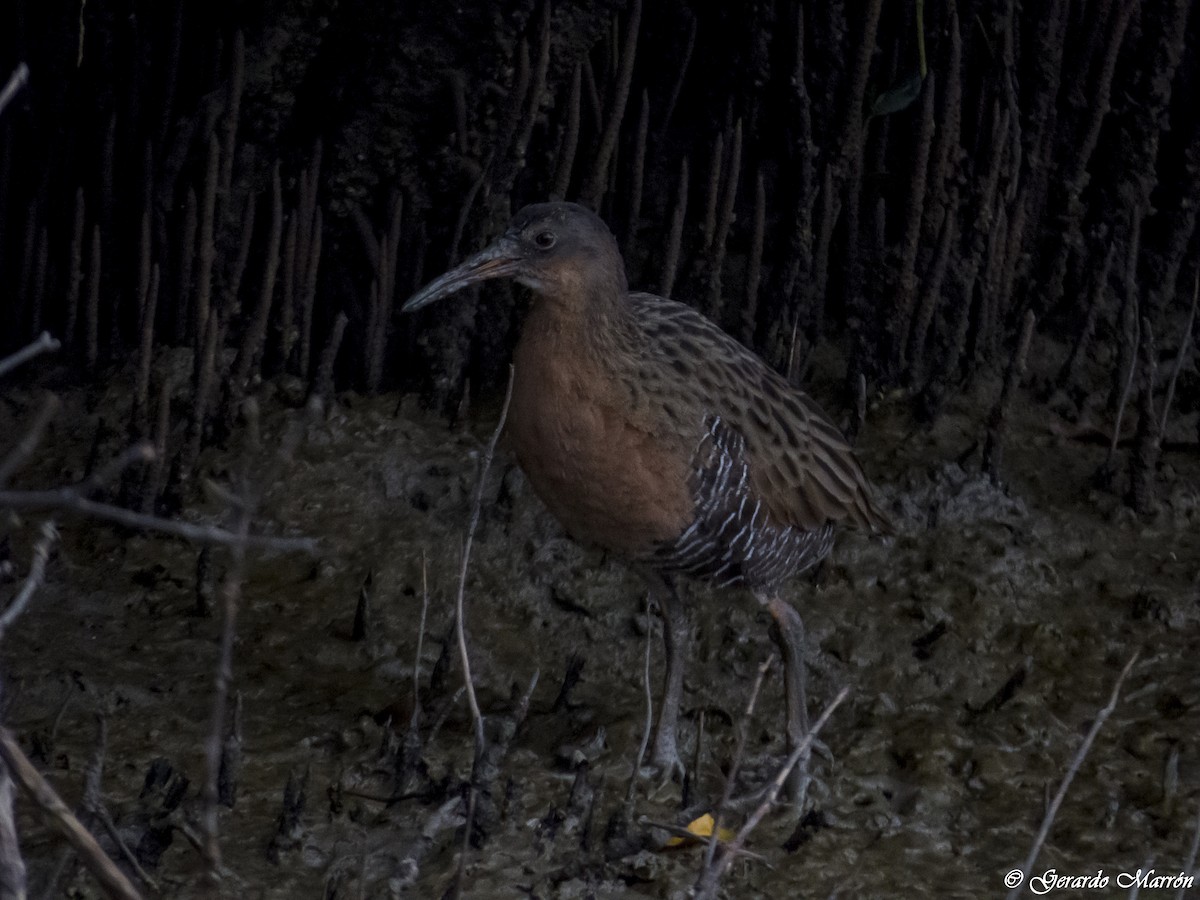 Ridgway's Rail (South Baja) - ML130043631
