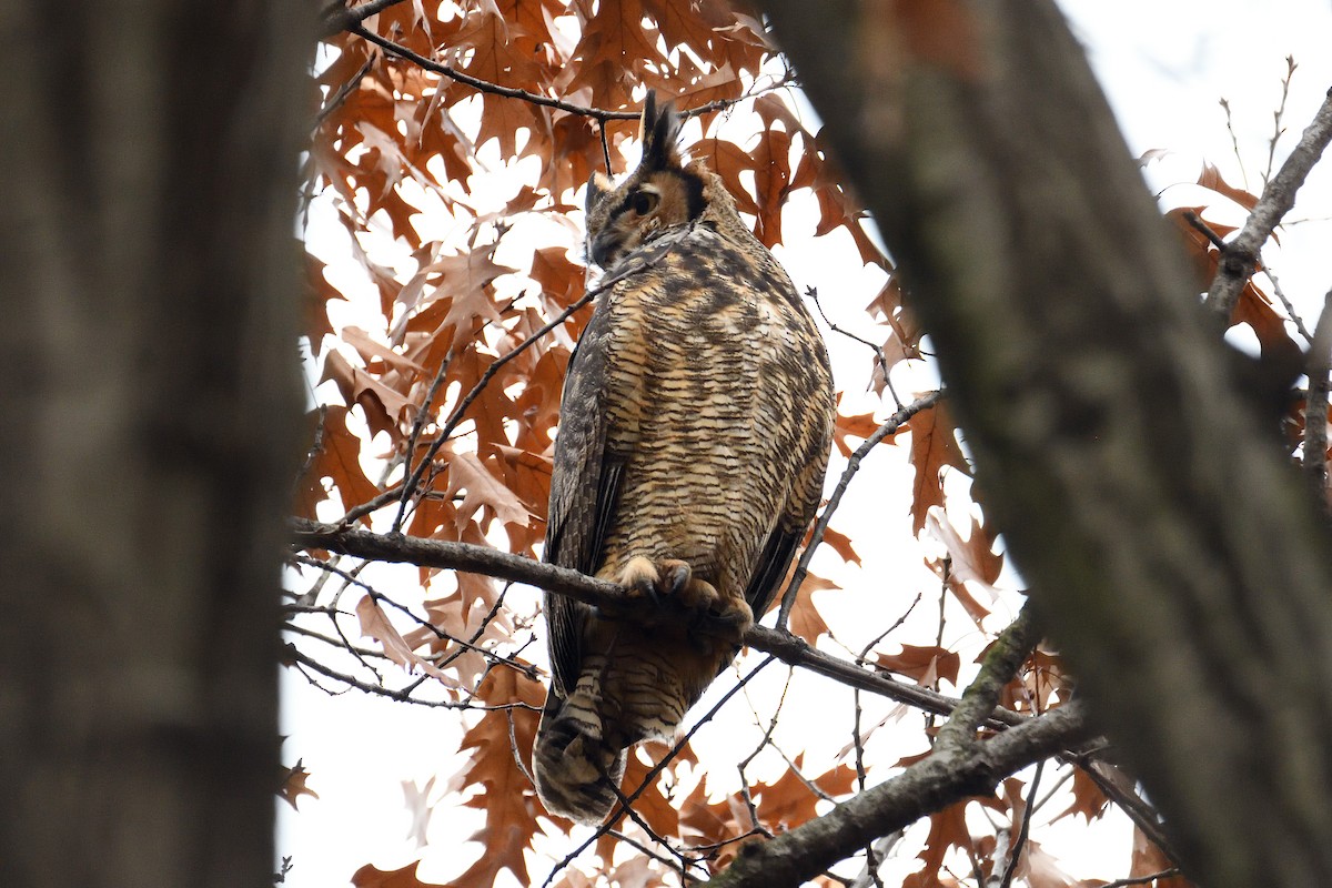 Great Horned Owl - ML130043651