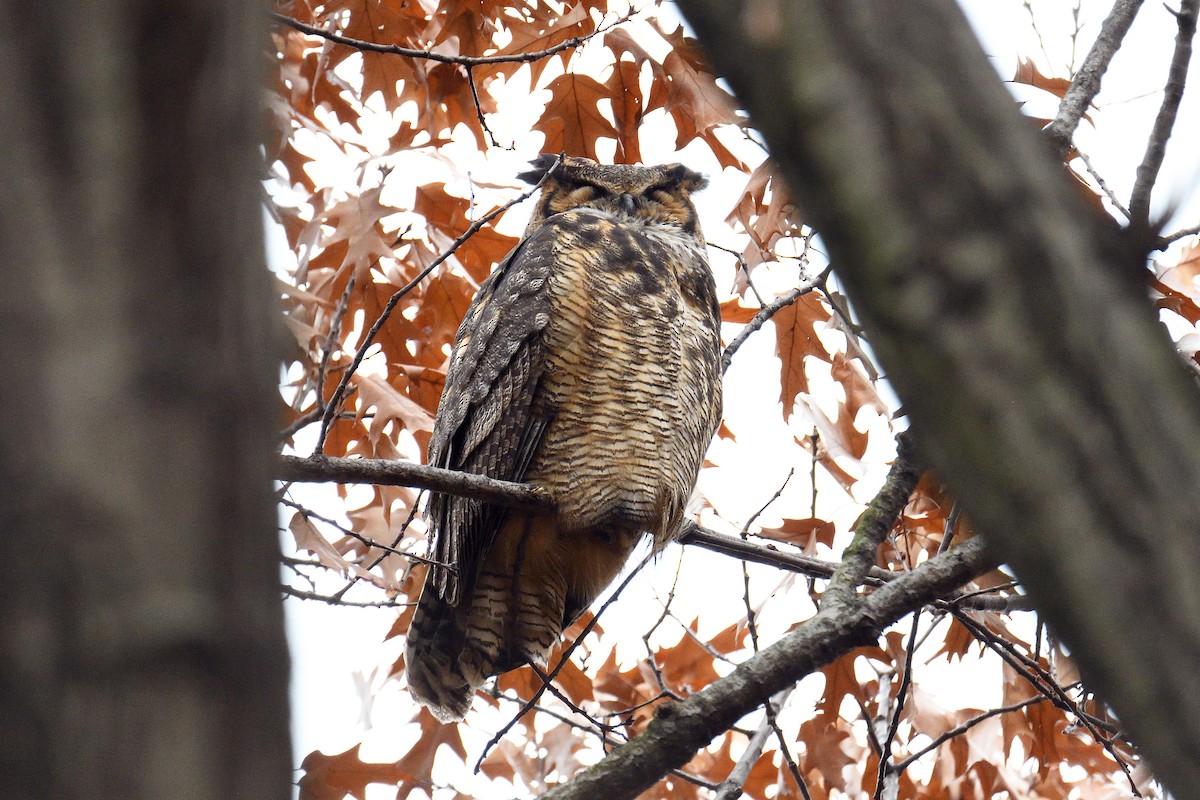 Great Horned Owl - ML130043671