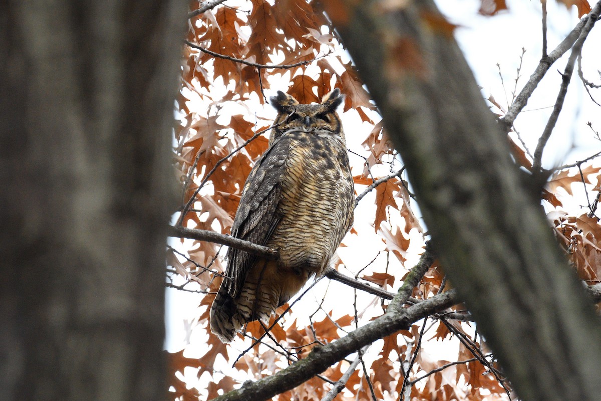 Great Horned Owl - ML130043681