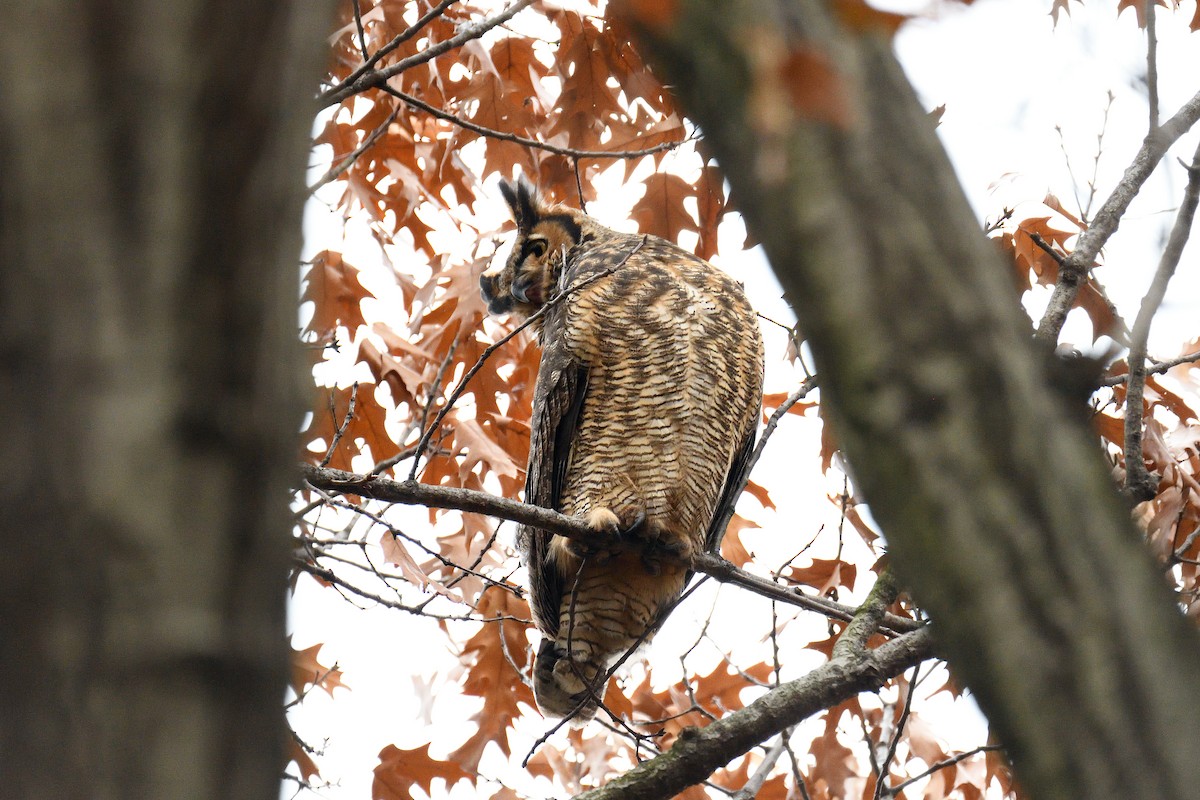 Great Horned Owl - ML130043711