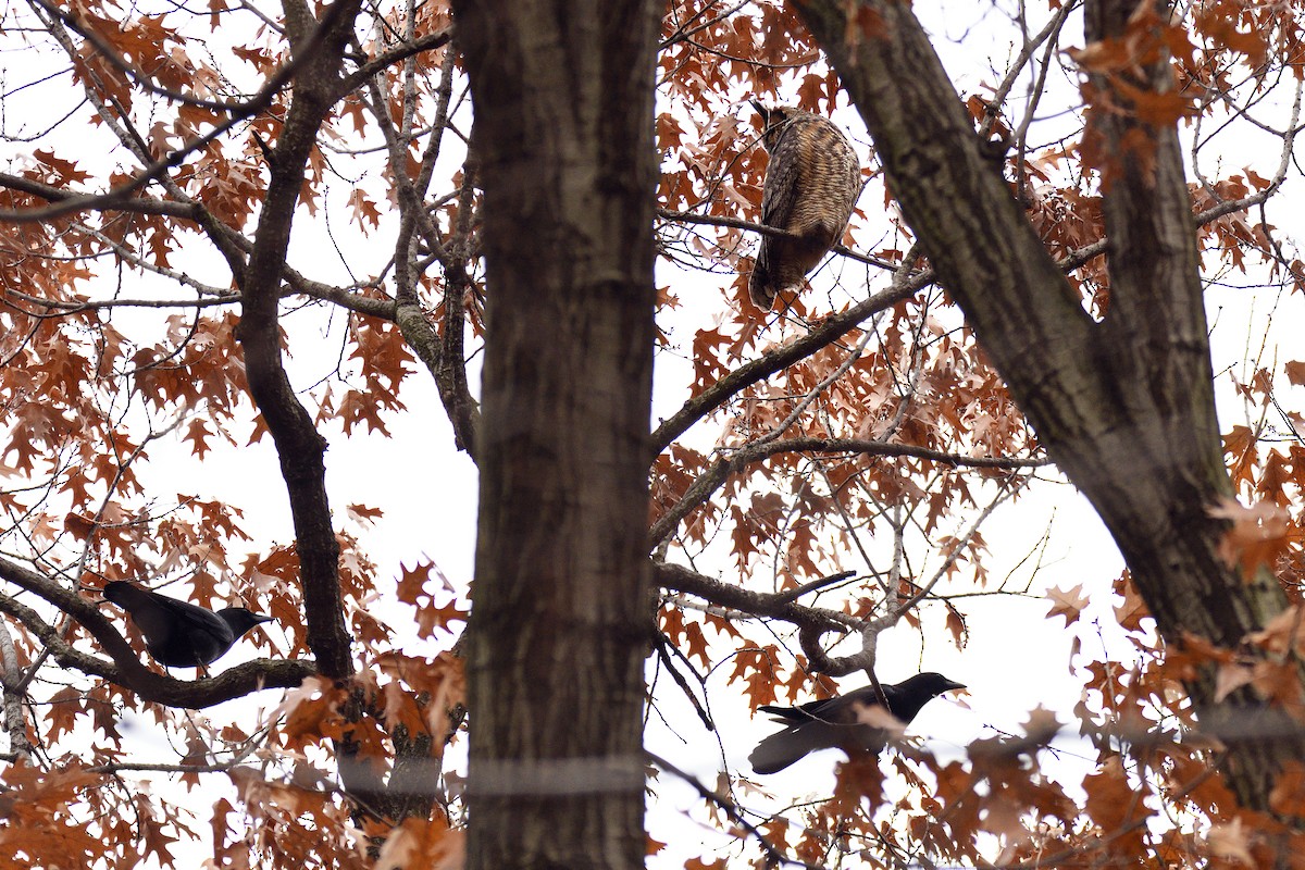 Great Horned Owl - ML130043721