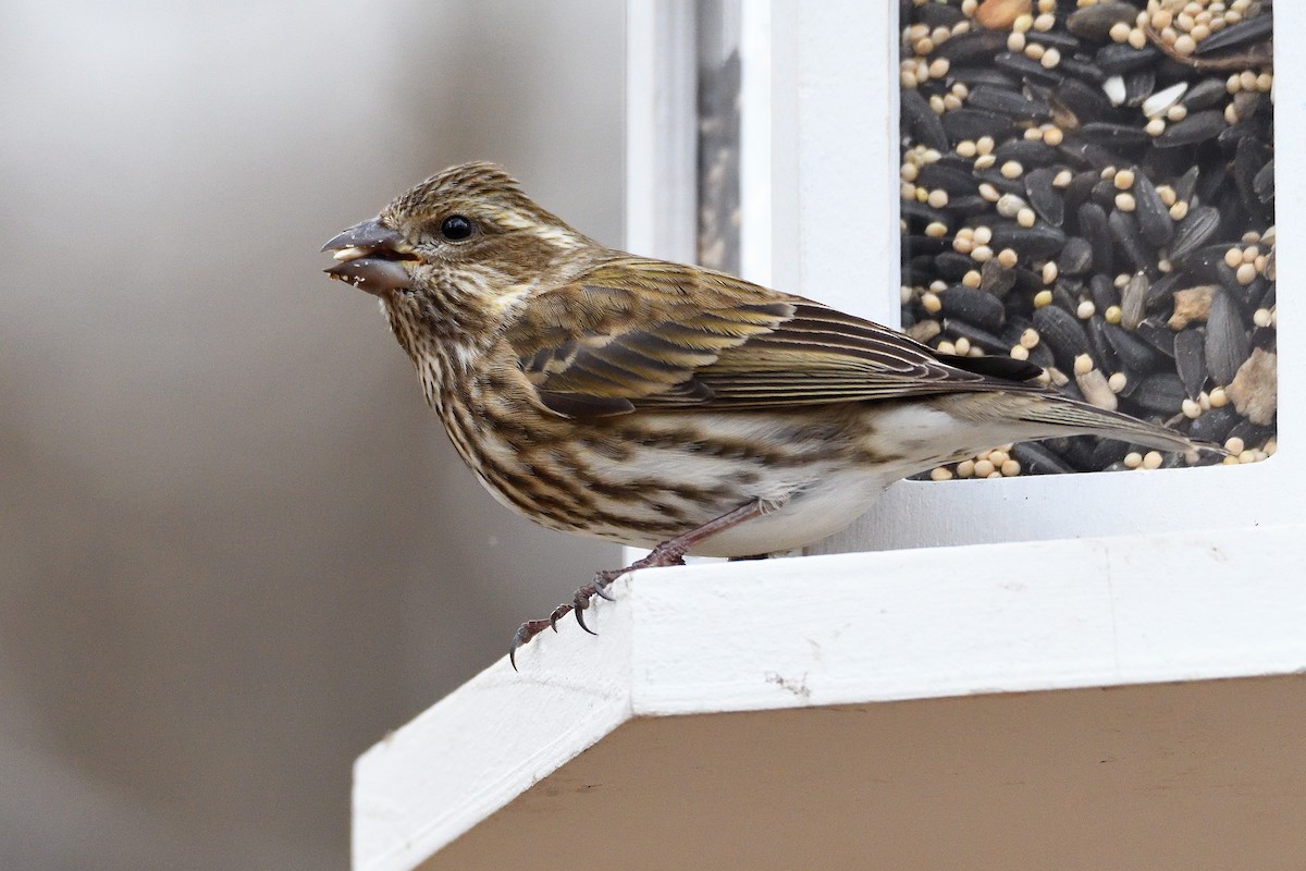 Purple Finch (Eastern) - ML130043821