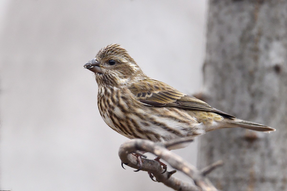 Purple Finch (Eastern) - terence zahner