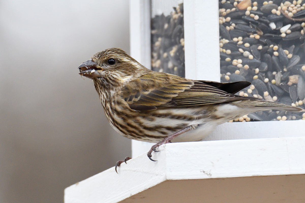 Purple Finch (Eastern) - ML130043891