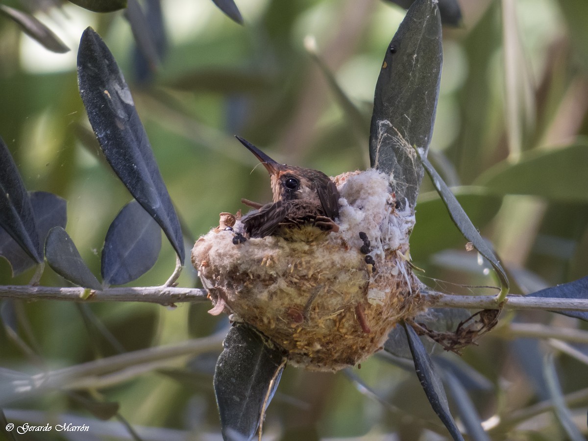 Xantus's Hummingbird - ML130043941