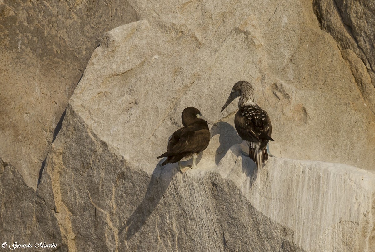 Blue-footed Booby - ML130044231