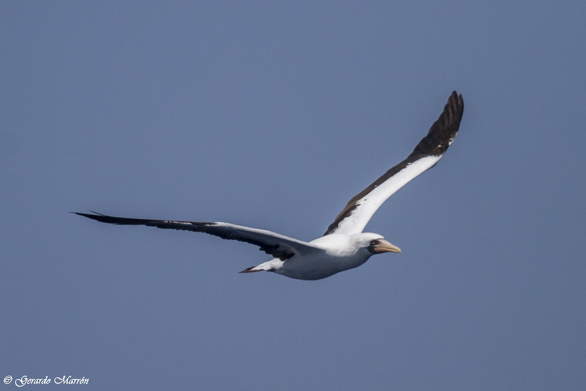 Nazca Booby - ML130044261