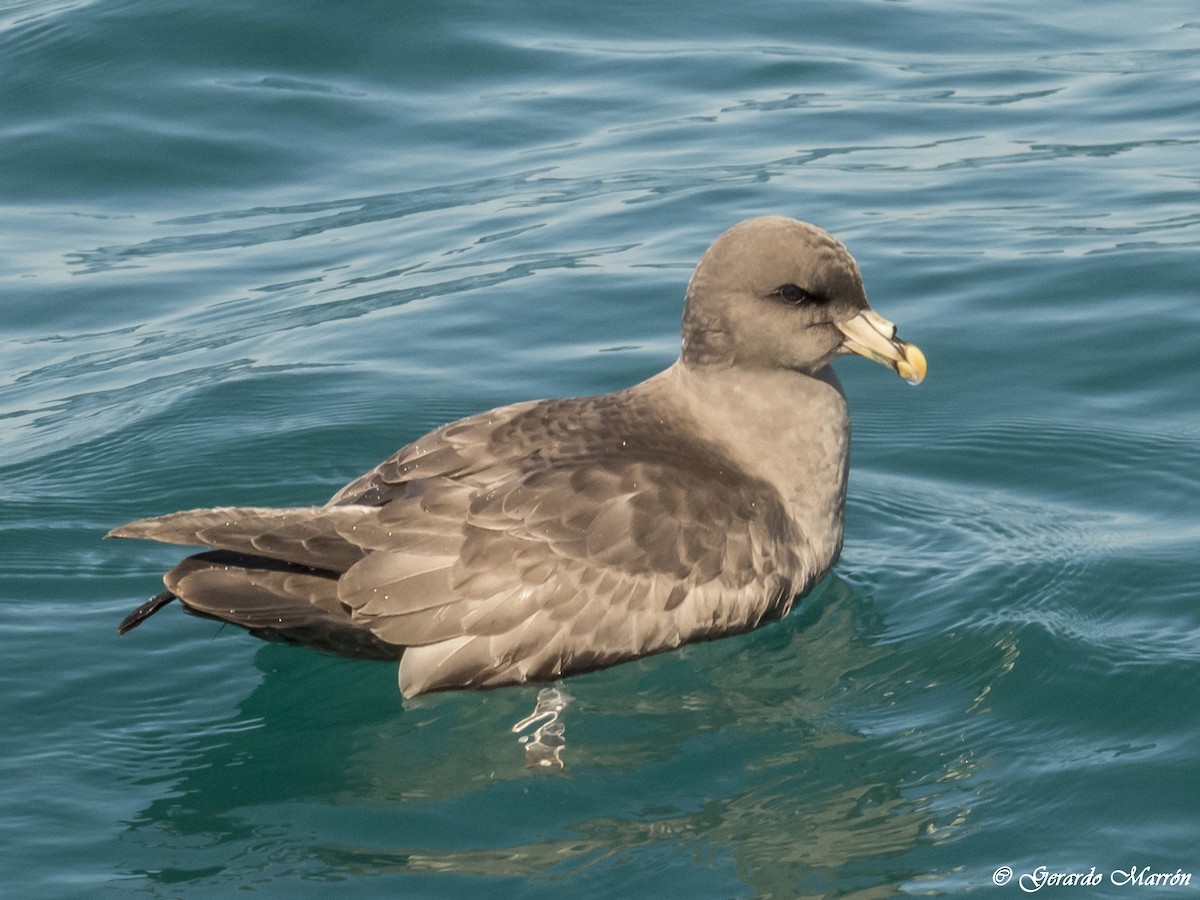 Northern Fulmar - Gerardo Marrón