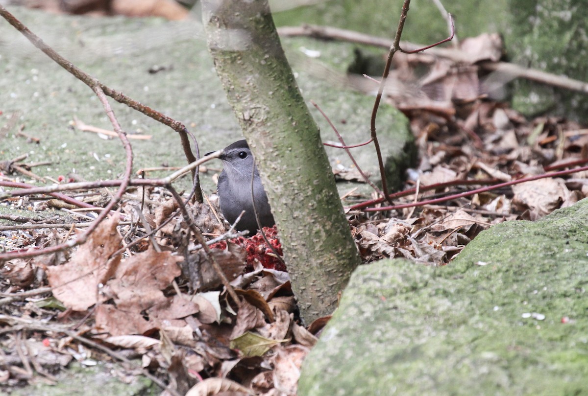 Gray Catbird - Monika Croydon