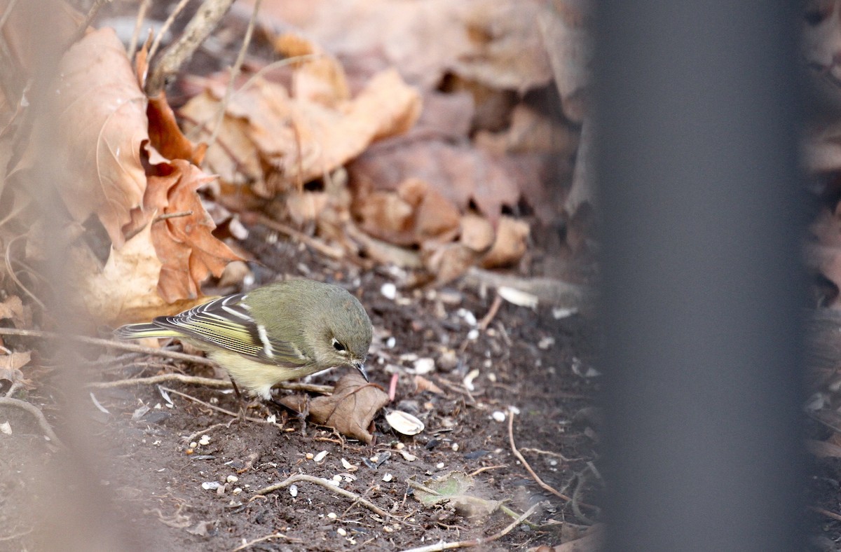 Ruby-crowned Kinglet - ML130045861