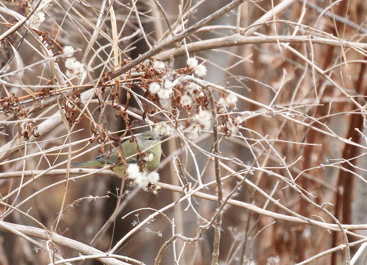 Orange-crowned Warbler - ML130046011