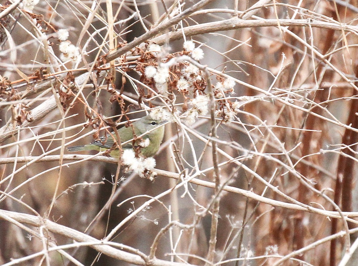 Orange-crowned Warbler - ML130046021
