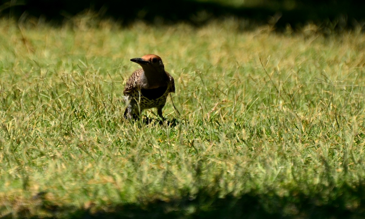 Gilded Flicker - ML130046931