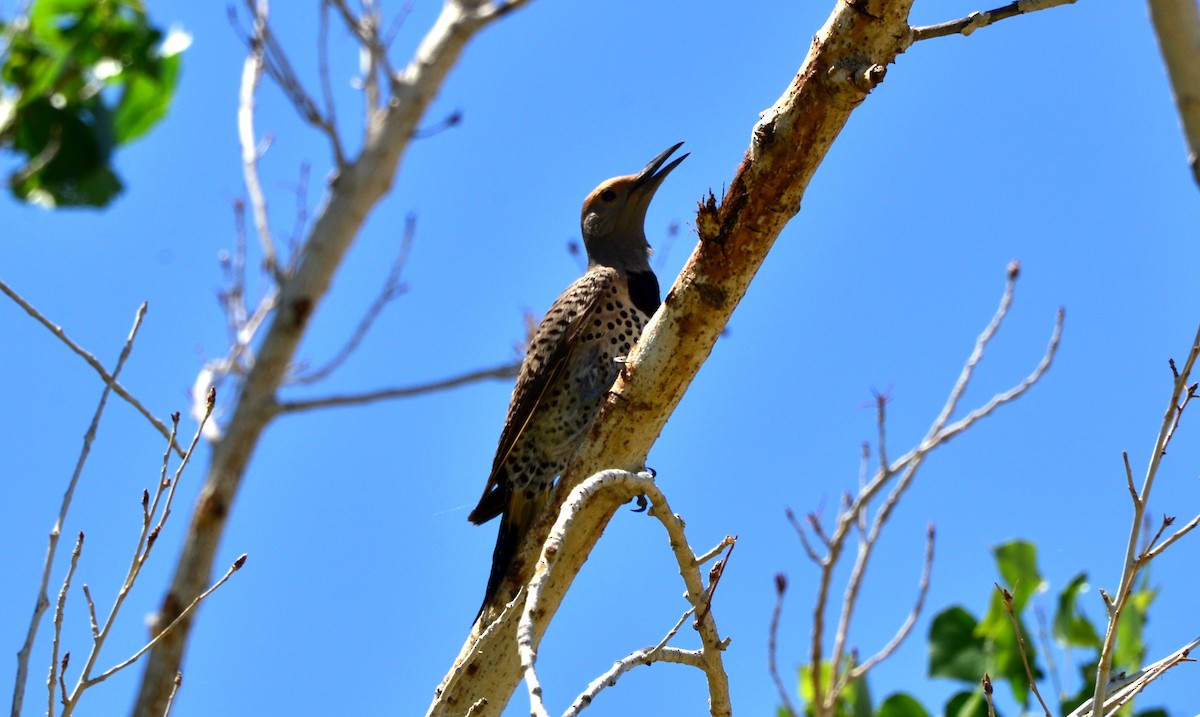 Gilded Flicker - ML130046941