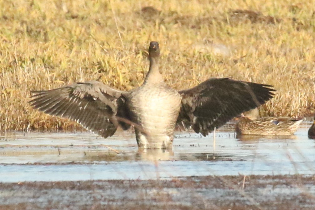 Tundra Bean-Goose - mario balitbit