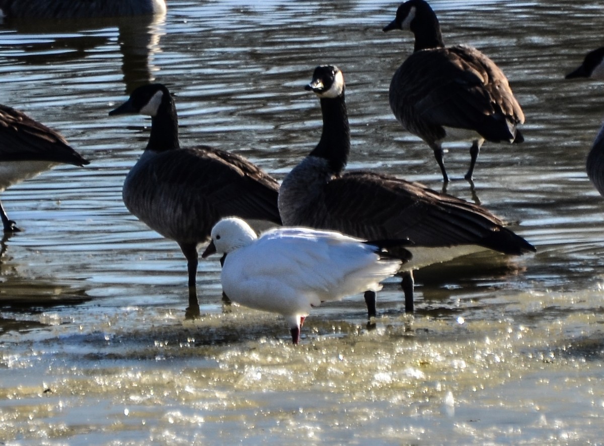 Ross's Goose - ML130048561