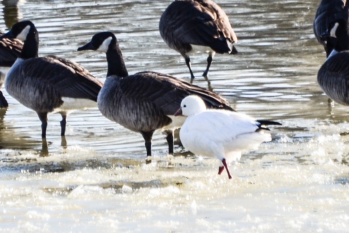 Ross's Goose - ML130048571