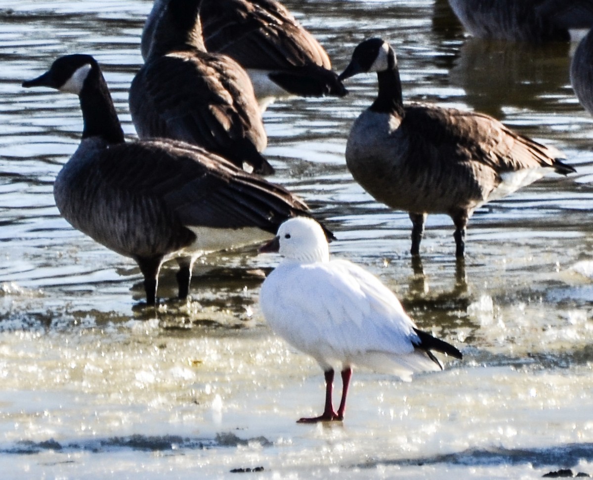 Ross's Goose - ML130048581
