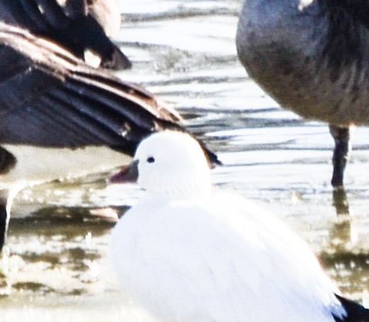 Ross's Goose - ML130048591