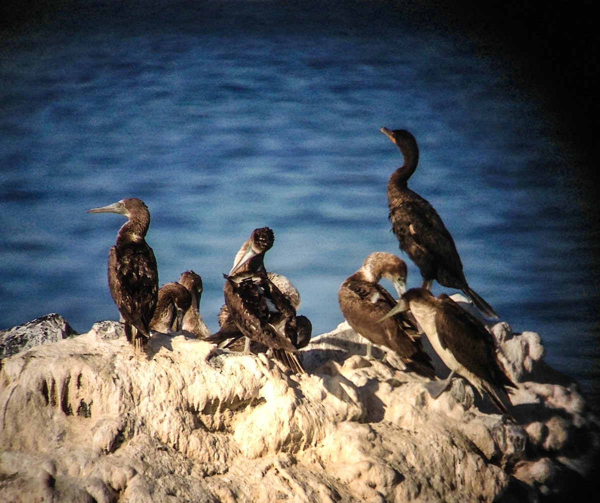 Blue-footed Booby - ML130050031