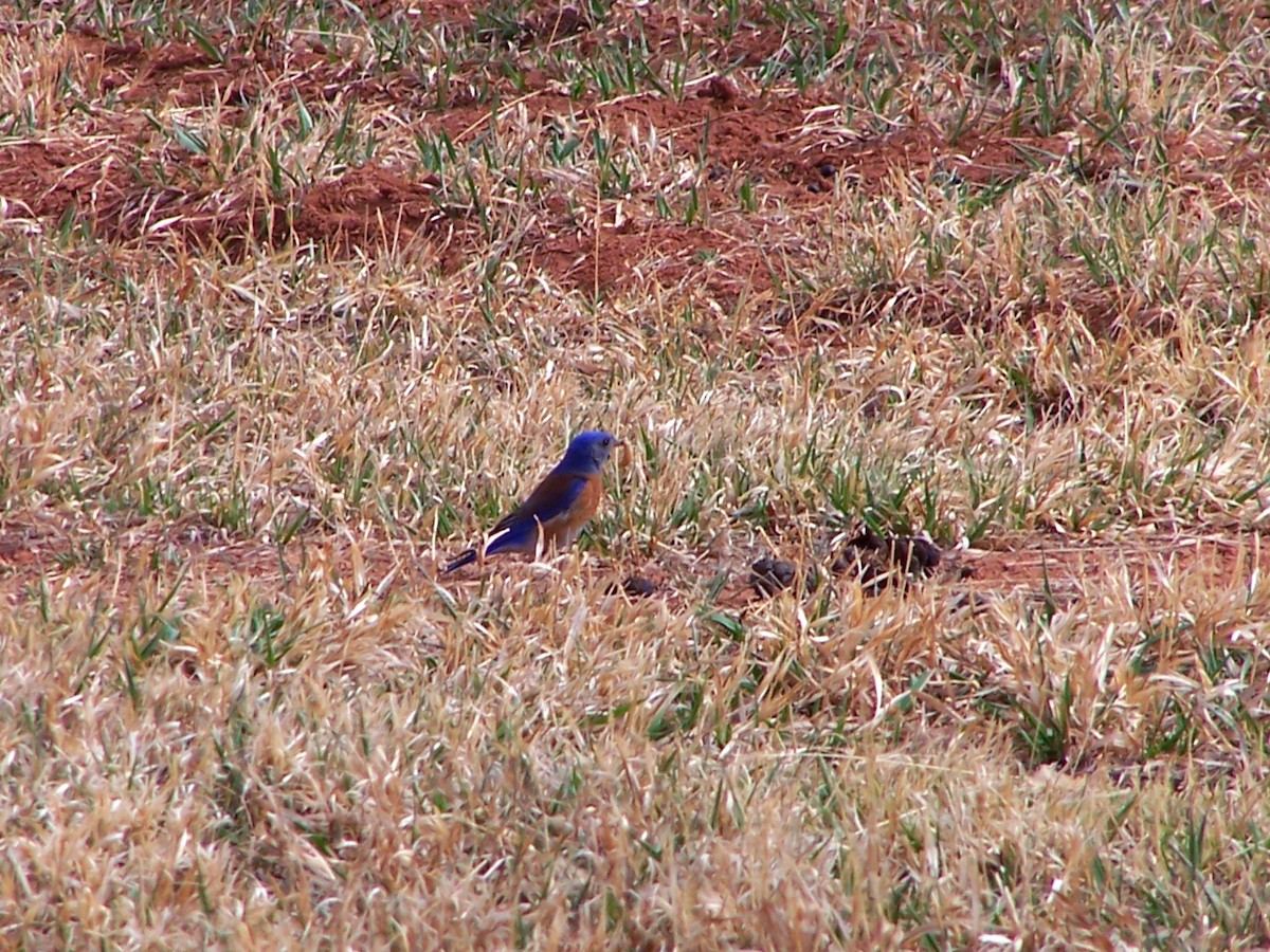 Western Bluebird - Bryant Olsen